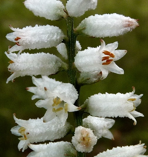 {Aletris farinosa}
